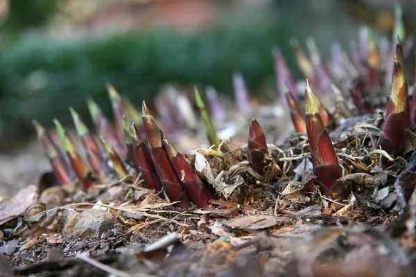 Novo crescimento na primavera — Fotografia de Stock