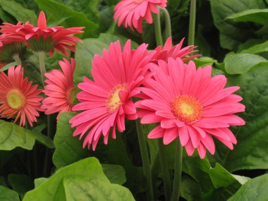 pembe gerber daisies