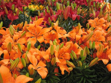 Orange Lilies
