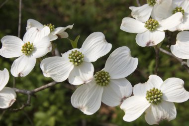 Dogwood Blooms clipart