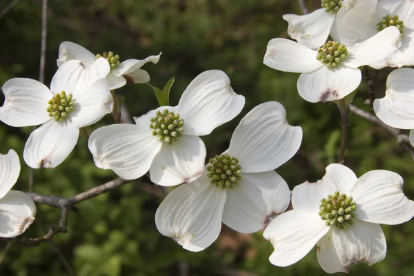 Kornoelje bloemen — Stockfoto