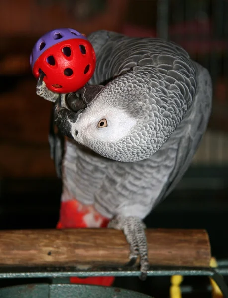 Papegoja leker med leksak — Stockfoto