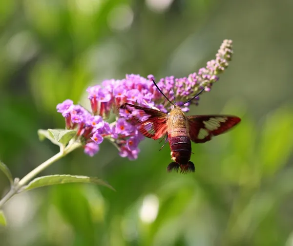 Falena colibrì — Foto Stock