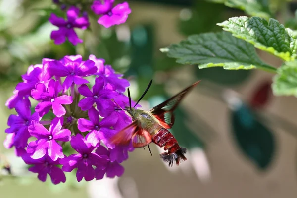 Falena colibrì — Foto Stock