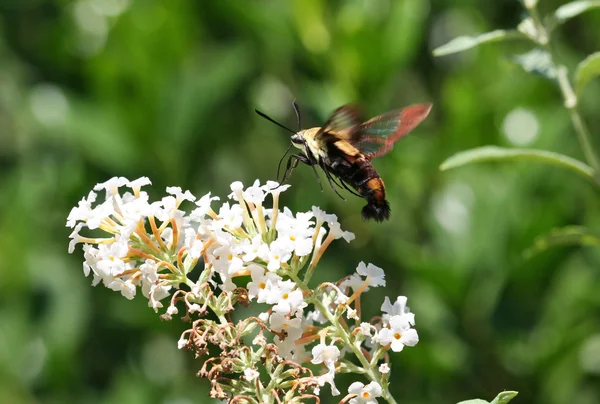 Falena colibrì — Foto Stock