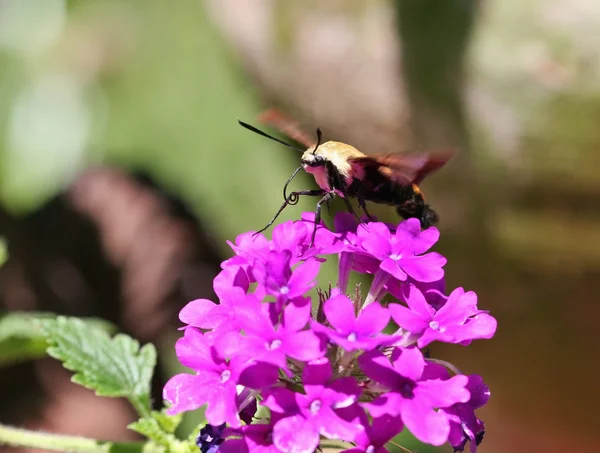 Falena colibrì — Foto Stock