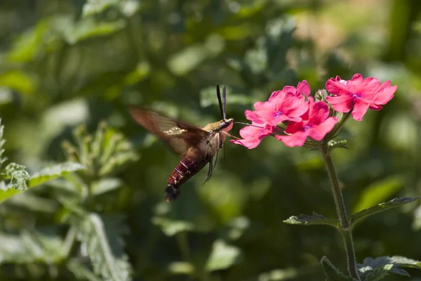 Tétras des colibris — Photo