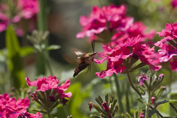 Falena colibrì — Foto Stock