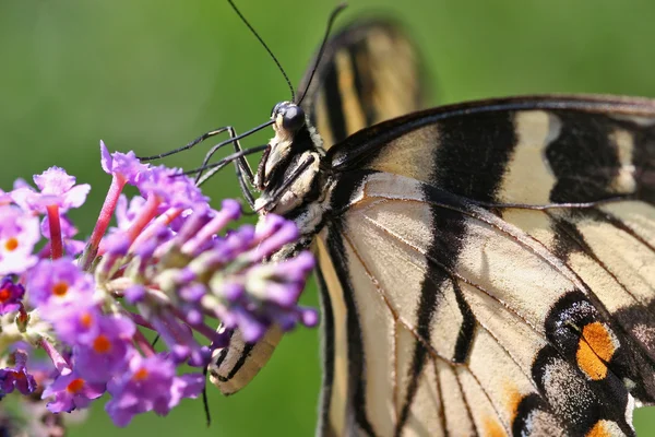 나비 근접 촬영 — 스톡 사진