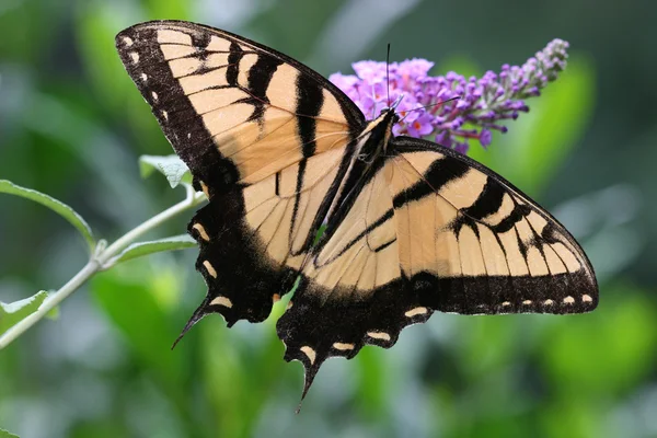 Mariposa alimentándose de la mariposa Bush — Foto de Stock