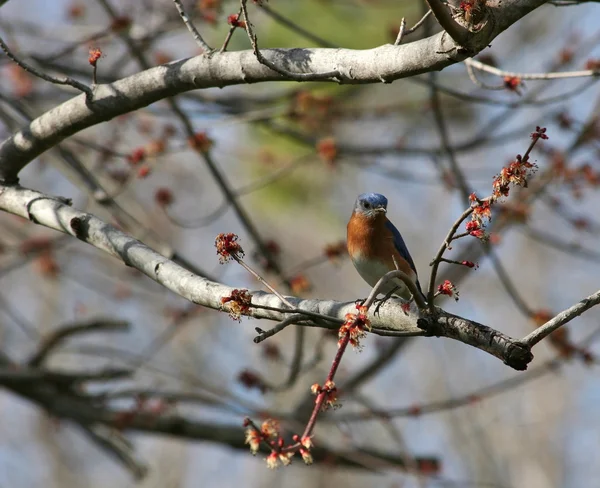 Bluebird oriental — Foto de Stock