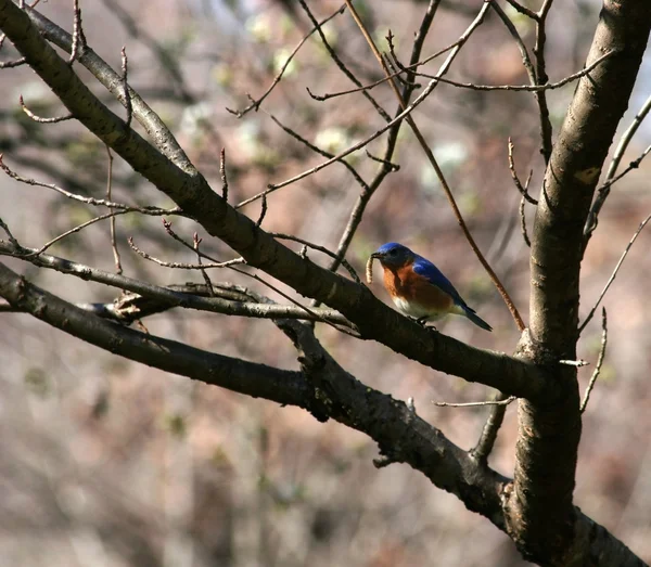 Ανατολική bluebird τρώει ένα σκουλήκι — Φωτογραφία Αρχείου