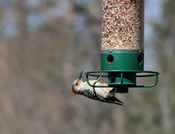 Woodpecker on Feeder — Stock Photo, Image