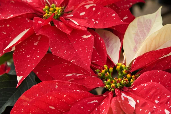 Red Poinsettias — Stock Photo, Image