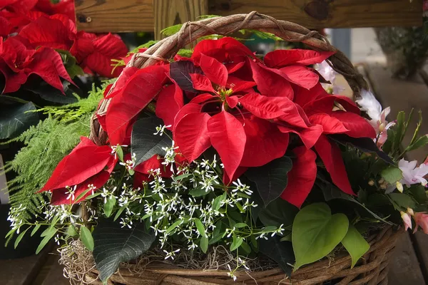 sepet içinde kırmızı poinsettias