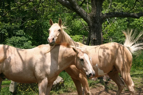 Cavalos brancos — Fotografia de Stock