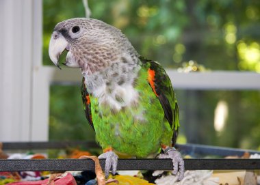 Cape Parrot clipart