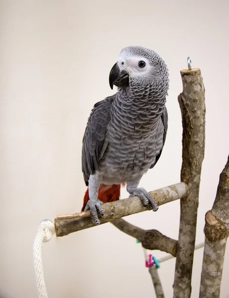 Afrikansk grå papegoja — Stockfoto