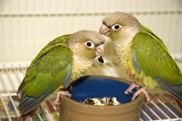 Grön kind conures — Stockfoto