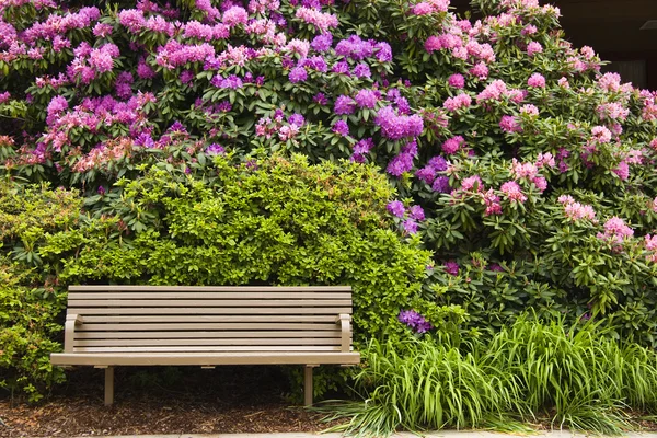 Banco e Rhododendron — Fotografia de Stock