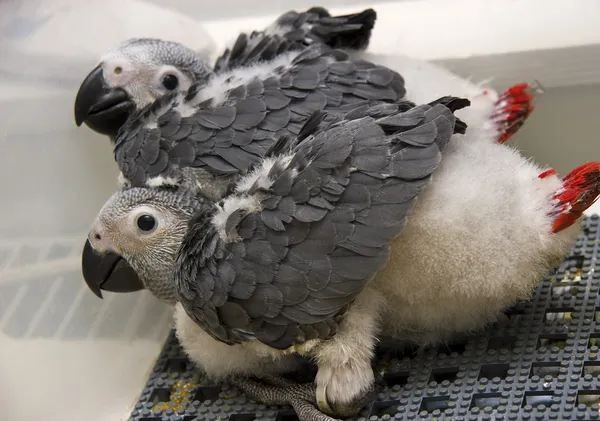 Bebé loro gris africano — Foto de Stock