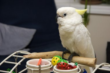White Cockatoo clipart