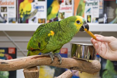 Amazon Parrot clipart