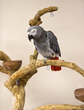 African Grey Parrot clipart