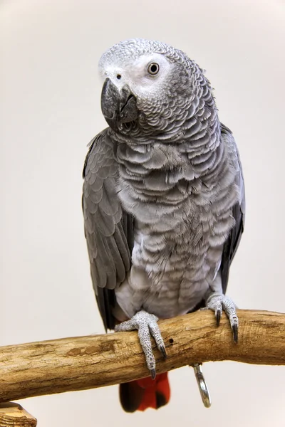 African Grey Parrot — Stock Photo, Image