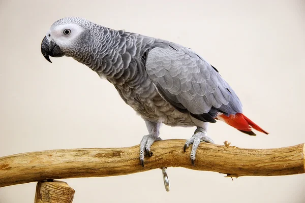 Afrikansk grå papegoja — Stockfoto