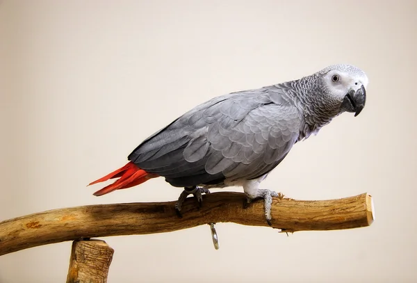 Afrikansk grå papegøje - Stock-foto
