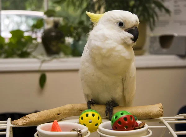 White Cockatoo — Stock Photo, Image