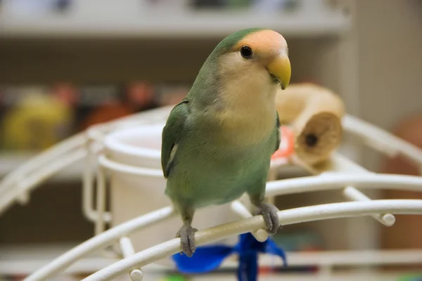 Verliefde vogel — Stockfoto