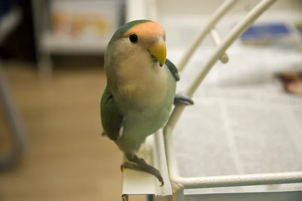 Verliefde vogel — Stockfoto