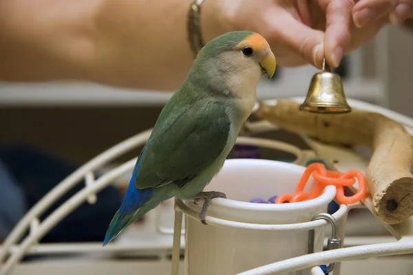 Lovebird — Stock Photo, Image