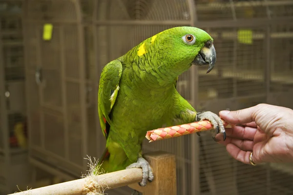 Амазонский попугай — стоковое фото