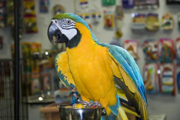 Blå och guld Macaw — Stockfoto