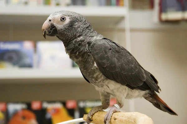 African Grey Parrot — Stock Photo, Image