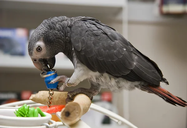 African Grey Parrot — Stock Photo, Image