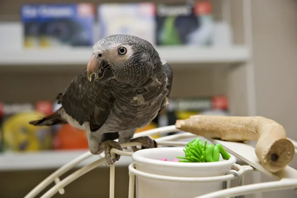 Papoušek šedý — Stock fotografie