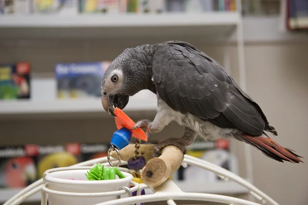 Африканський сірий папуга — стокове фото