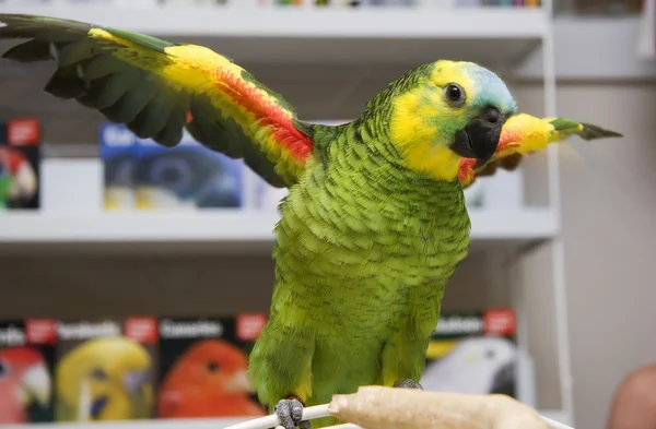 Amazzone pappagallo — Foto Stock