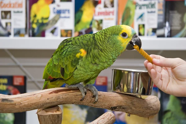 Amazon papegoja — Stockfoto