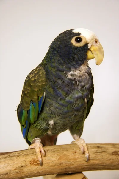 Pionus papegoja — Stockfoto