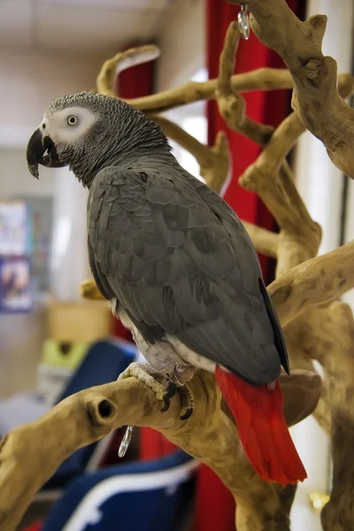 African Grey Parrot — Stock Photo, Image