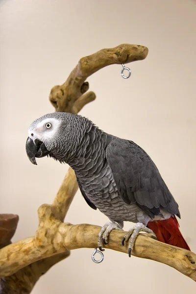 Perroquet gris d'Afrique — Photo