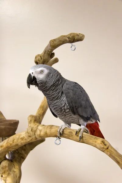 African Grey Parrot — Stock Photo, Image