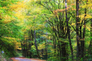 Sonbaharda Çamur Yolu