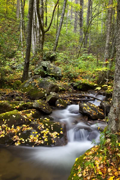 Bach im nc wald — Stockfoto