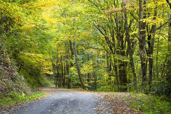 Sentiero di ghiaia in autunno — Foto Stock